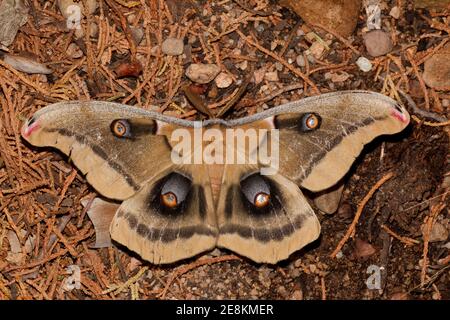 Polyphemus Moth mâle de l'Ouest, Antheraea oculea, Saturniidae. Banque D'Images