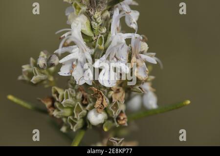 Fleur pourpre du Rosmarinus officinalis ou romarin, la plante est également médicale et une merveilleuse épice. Banque D'Images