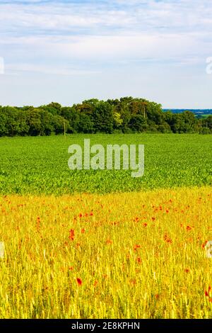 Champs de pavot, de blé et de maïs plantations le beau jour d'été à Campagne anglaise, environs de Walmer, Kent, Royaume-Uni Banque D'Images