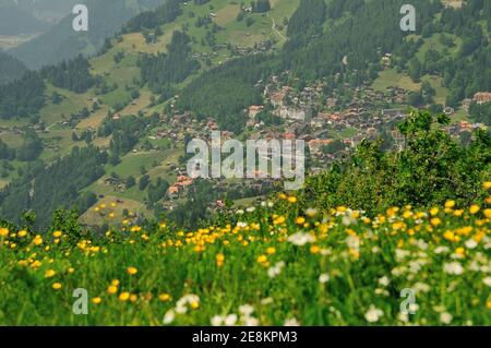 Vue lointaine de Wengen vue depuis un pré de fleurs sauvages à Wengernalp. Banque D'Images