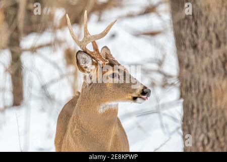 Un buck de cerf de Virginie (Odocoileus virginianus) avec un bois et un bois cassé dans la neige en hiver au Michigan, aux États-Unis. Banque D'Images