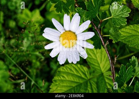 Fleur de camomille blanche sur fond vert avec des gouttes de pluie transparentes sur les pétales. Banque D'Images