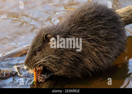 Haltern am See, NRW, Allemagne. 31 janvier 2021. Un bébé coypu (Myocastor coypus), également appelé nutria ou rat castor, munches sur les acornes et les petites tiges de plantes qu'il a réussi à trouver. Les quatre jeunes ont maintenant environ quatre mois et font partie d'une famille de coypus sauvages qui ont fait leurs terriers le long du lac Haltern l'été dernier. Originaire d'Amérique du Sud, les herbivores semi-acquatiques sont maintenant souvent repérés en Europe. Credit: Imagetraceur/Alamy Live News Banque D'Images