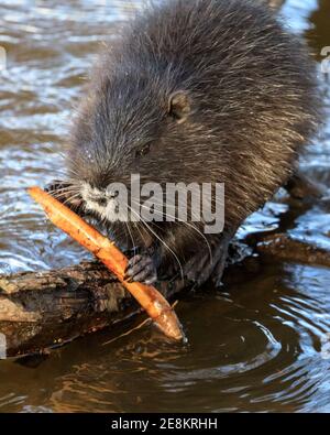 Haltern am See, NRW, Allemagne. 31 janvier 2021. Un bébé coypu (Myocastor coypus), également appelé nutria ou castor rat, munche sur une tige de bambou qu'il a réussi à trouver. Les quatre jeunes ont maintenant environ quatre mois et font partie d'une famille de coypus sauvages qui ont fait leurs terriers le long du lac Haltern l'été dernier. Originaire d'Amérique du Sud, les herbivores semi-acquatiques sont maintenant souvent repérés en Europe. Credit: Imagetraceur/Alamy Live News Banque D'Images