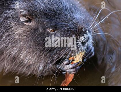 Haltern am See, NRW, Allemagne. 31 janvier 2021. Un bébé coypu (Myocastor coypus), également appelé nutria ou rat castor, munches sur les acorns qu'il a réussi à trouver. Les quatre jeunes ont maintenant environ quatre mois et font partie d'une famille de coypus sauvages qui ont fait leurs terriers le long du lac Haltern l'été dernier. Originaire d'Amérique du Sud, les herbivores semi-acquatiques sont maintenant souvent repérés en Europe. Credit: Imagetraceur/Alamy Live News Banque D'Images