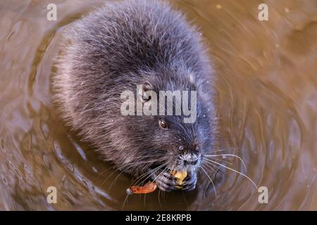 Haltern am See, NRW, Allemagne. 31 janvier 2021. Un bébé coypu (Myocastor coypus), également appelé nutria ou rat castor, munches sur les acorns qu'il a réussi à trouver. Les quatre jeunes ont maintenant environ quatre mois et font partie d'une famille de coypus sauvages qui ont fait leurs terriers le long du lac Haltern l'été dernier. Originaire d'Amérique du Sud, les herbivores semi-acquatiques sont maintenant souvent repérés en Europe. Credit: Imagetraceur/Alamy Live News Banque D'Images