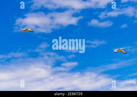 Mouette survolant la mer contre un ciel bleu arrière-plan Banque D'Images