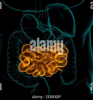 Intestin grêle 3D Illustration système digestif humain Anatomie pour concept médical Banque D'Images