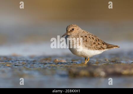 Temmink's stint, Parc national de Circeo, Italie, avril 2016 Banque D'Images