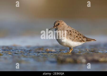 Temmink's stint, Parc national de Circeo, Italie, avril 2016 Banque D'Images