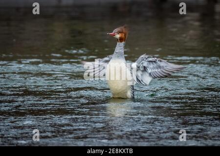 Une femelle de canard merganser commun (Mergus merganser) faisant un atterrissage en eau dans le ruisseau. Banque D'Images