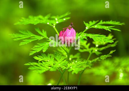 Pacific Bleeding Heart (Dicentra formosa) Banque D'Images