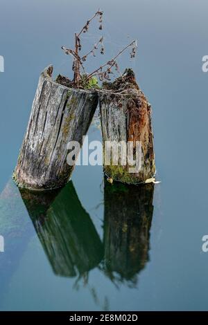 Deux vieilles poteaux en bois dépassent de la surface d'eau lisse et miroir du lac et tombent lentement en réparation. Banque D'Images