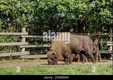 Le mammifère terrestre le plus lourd d'Europe, le bison des pâturages. Une image plutôt rare en Allemagne. Banque D'Images