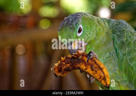 Perroquet à tête bleue mangeant de la banane, oiseau coloré, gros plan, faune, nature, animal, Amérique du Sud, Amazone tropicale Rainforest, Equateur Banque D'Images