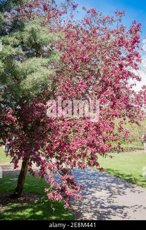 Malus x moerlandsii Profusion en fleur dans un jardin anglais Fin du printemps (mai) Banque D'Images
