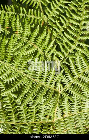 Vue rapprochée des feuilles de fougères saumâtres, nom latin Pteridium aquilinum. Banque D'Images