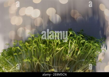 herbes fraîches dans un bol, persil, cresson Banque D'Images