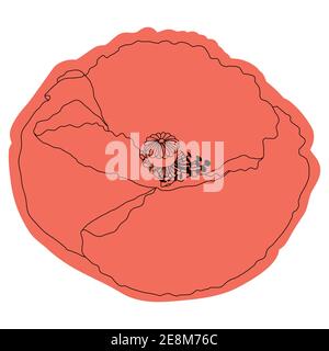 Fleur de pavot, bouton, croquis et imitation aquarelle Illustration de Vecteur