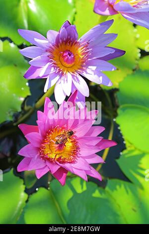 Paire de lilas rose vif et violet avec un Nectar de collecte de Little Bee Banque D'Images