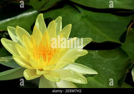 Magnifique jaune vif Joey Tomocik Hardy eau Lily Blooming parmi Feuilles vertes Banque D'Images