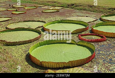 Blocs de nénuphars géants de Victoria Amazonica dans un étang Banque D'Images