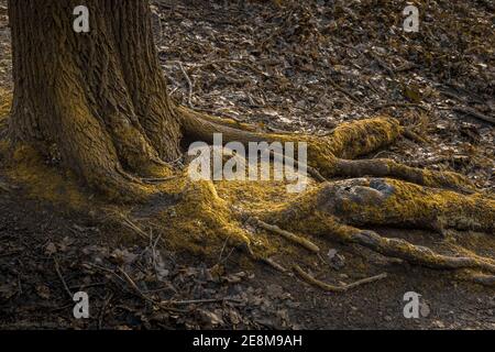 Halle (Saale) est la plus grande ville de l'État allemand de Saxe-Anhalt. Banque D'Images
