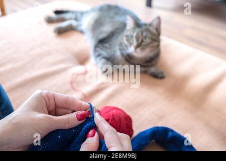 Gros plan des mains de femmes avec des boules de fil, avec des aiguilles à tricoter et un chat en arrière-plan. Banque D'Images