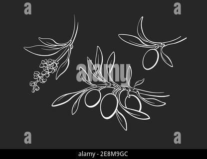 Ensemble de contour d'olive de branche, sprout, fruits mûrs, fleurs. Illustration monochrome d'esquisse d'art vectoriel. Collection de graphiques dessinés à la main. Vir grec biologique Illustration de Vecteur