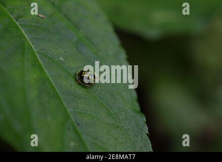 magnifique petit insecte étincelant sur la feuille Banque D'Images