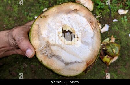 noix de coco tendre prête à boire Banque D'Images