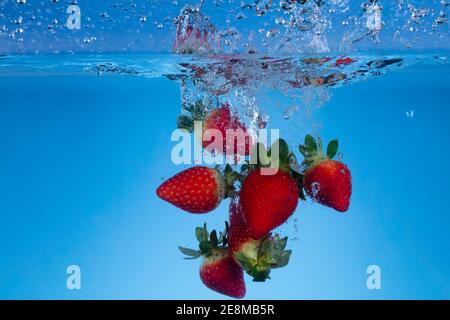 Photo de mouvement surgelée des fraises fraîches lavées dans l'eau. Banque D'Images