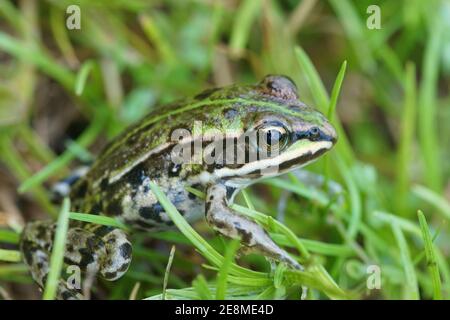 Un mineur de la grenouille comestible , Pélophylax esculentus, dans l'herbe verte Banque D'Images