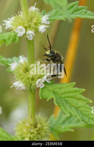 Une abeille jaune mâle loosestrife, Macropolis europaea collectant le nectar Banque D'Images