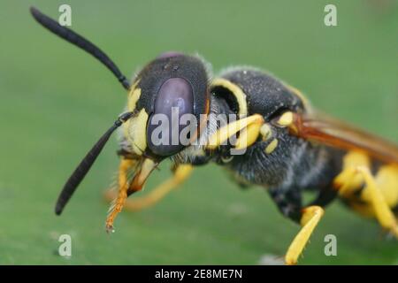 Gros plan détaillé d'un beewolf européen , Philanthus triangulum Banque D'Images