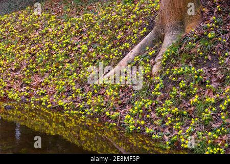 Aconites sur un remblai au-dessus d'un fossé d'eau. Suffolk, Royaume-Uni. Banque D'Images