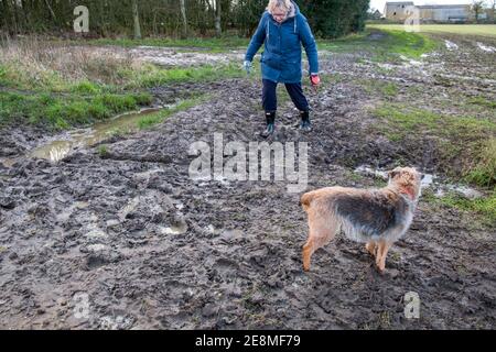 Chien marchant. Promenade en chien humide et boueux sur un sentier boueux. Suffolk, Royaume-Uni. Le terrier est un Border / Jack Russel cross âge 17 ans. Banque D'Images