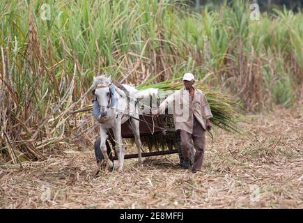 Ouvrier agricole principal cheval avec canne à sucre coupée à l'arrière du chariot, Cuba Banque D'Images