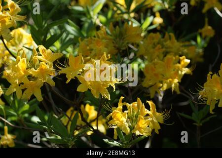 Azalea japonais avec des fleurs jaunes dans le jardin, à l'extérieur. Banque D'Images