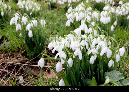 Galanthus elwesii Giant Snowdrop – groupe de fleurs blanches en forme de cloche avec un marquage vert semblable à la moustache, janvier, Angleterre, Royaume-Uni Banque D'Images