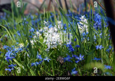 Un pré de fleurs de printemps. Puschkinia scilloides et Scilla siberica, calmar sibérien, calmar de bois. Des fleurs fraîches poussent dans la forêt. Banque D'Images