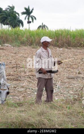 Ouvrier agricole tenant la machette et coupé canne à sucre, Cuba Banque D'Images