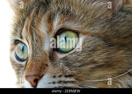 Visage de chat domestique avec gros yeux gros plan, photo macro Banque D'Images