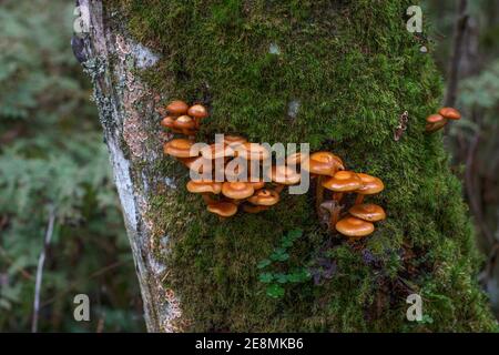 groupe de petits champignons bruns qui sortent de l'écorce de l'arbre recouvert de mousse épaisse et verte douce. réseau, colonie de petits champignons brillants sur le tronc vivant dans une forêt. équilibre écologique des organismes vivants Banque D'Images