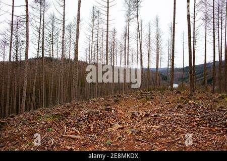 Waldsterben durch Borkenkäfer Banque D'Images