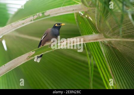 Le Mynah commun (Acridotheres tristis) sur une feuille de cocotier avec une grande feuille à l'arrière-plan, îles Seychelles Banque D'Images