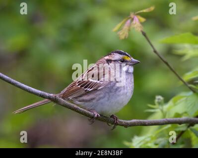 Bruant à gorge blanche (Zonotrichia albicollis) perchée sur une branche d'arbre avec un fond vert doux Banque D'Images