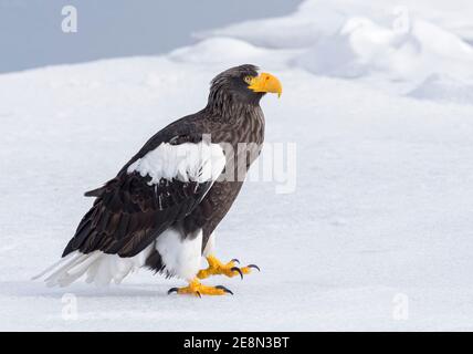 Aigle de mer de Steller (Haliaeetus pelagicus) gros plan sur la glace de mer avec détail plumes Banque D'Images