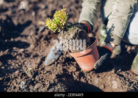 Le jardinier transplantant la brousse de baryre du conteneur dans le sol. Travaux de jardinage de printemps. La barberry jaune de Thunberg Banque D'Images