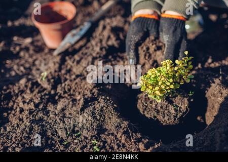 Le jardinier transplantant la brousse de baryre du conteneur dans le sol. Travaux de jardinage de printemps. La barberry jaune de Thunberg Banque D'Images